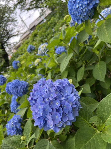 紫陽花